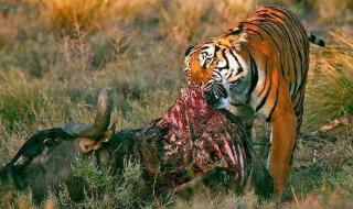 最大的老虎 最大的老虎